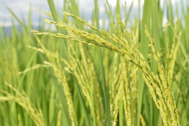 Ilustrasi tanaman padi (PIXABAY/Shivmirthyu)