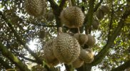 cara menanam durian montong