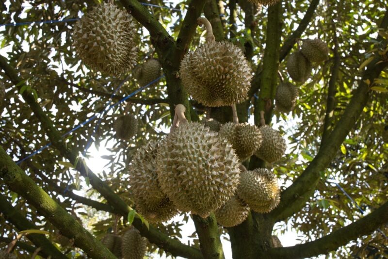 Ilustrasi durian montong (SHUTTERSTOCK)
