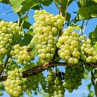 Ilustrasi tanaman anggur (PIXABAY/Couleur)