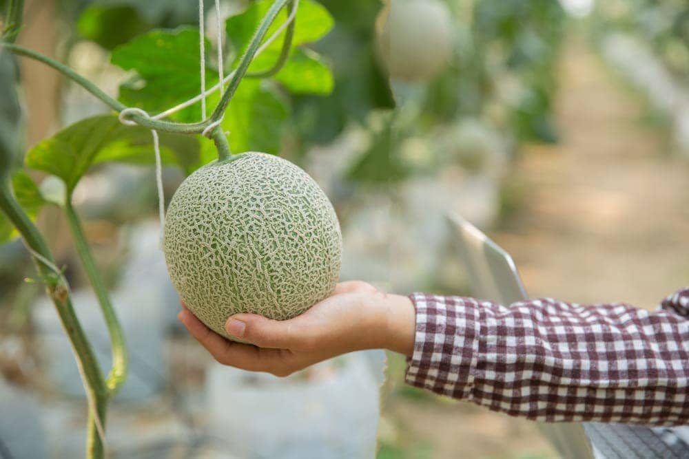 cara menanam melon