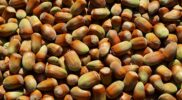 Cara Menanam Kacang Hazelnut