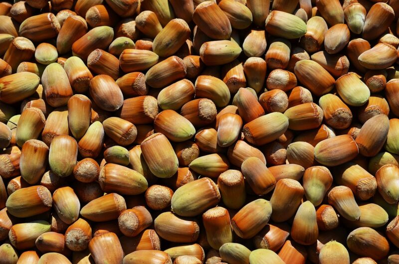 Cara Menanam Kacang Hazelnut (Source/Pixabay)