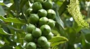 Cara Menanam Kacang Macadamia