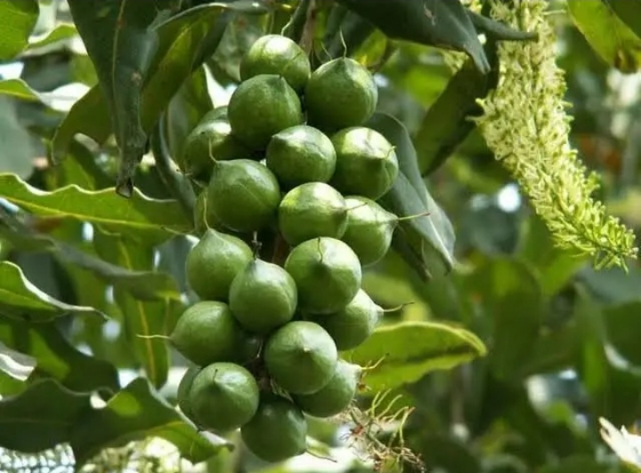 Cara Menanam Kacang Macadamia (Source/Facebook Tips Berkebun)