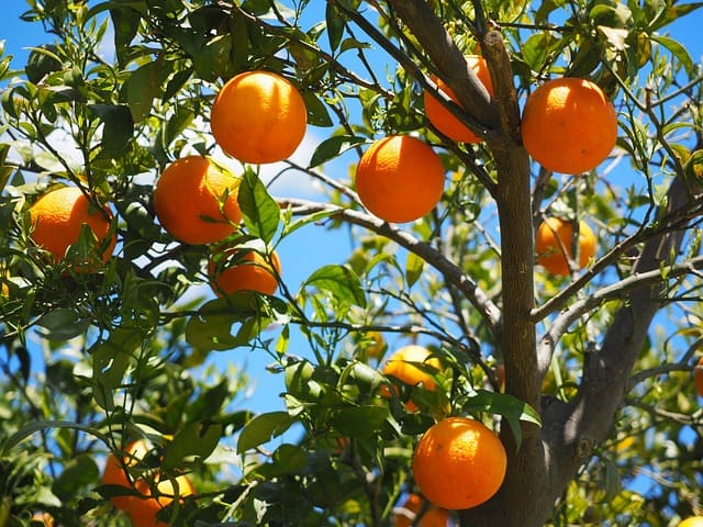 Pohon jeruk berbuah banyak (PIXABAY)