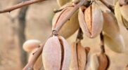 bagaimana cara menanam kacang almond