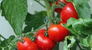 Cara Menanam Tomat Hidroponik