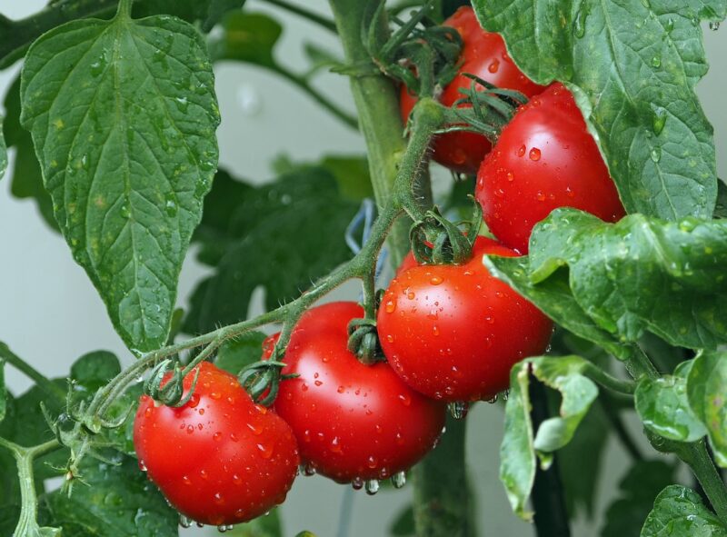Buah tomat (Source/pixabay)