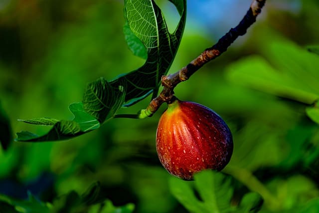 Ilustrasi tanaman buah tin (Pixabay)