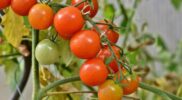 benih tomat dataran tinggi terbaik