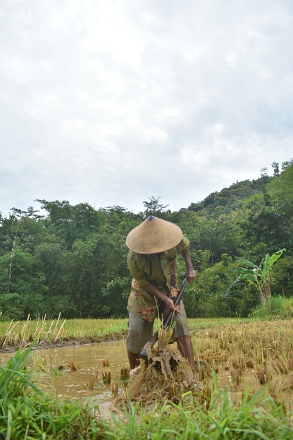 petani sedang mencangkul lahan (pixabay)