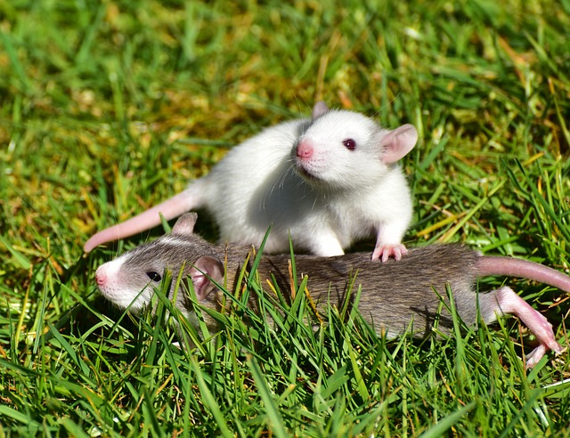 Tikus pada lahan (Pixabay)