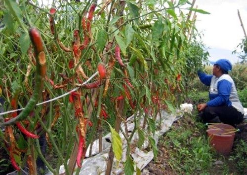 Obat patek cabe paling ampuh 