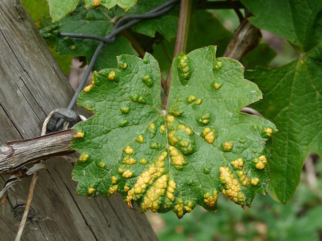 Jenis-jenis virus